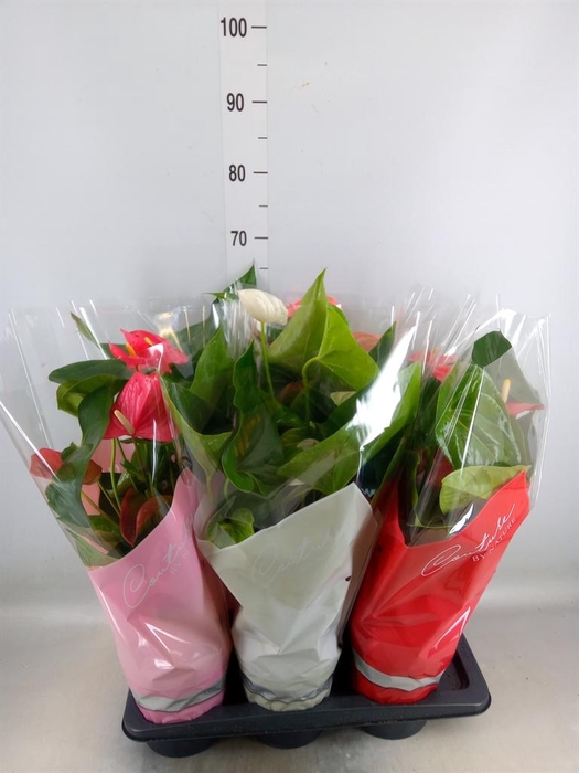 <h4>Anthurium   ...mix 4</h4>