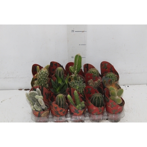 CACTUS MINI P06