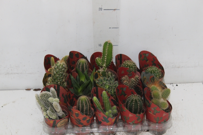 <h4>CACTUS MINI P06</h4>