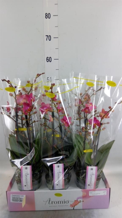 <h4>Phalaenopsis multi.   ...orange</h4>