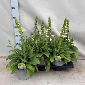 Digitalis mix