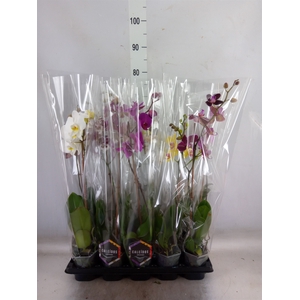 Phalaenopsis   ...mix