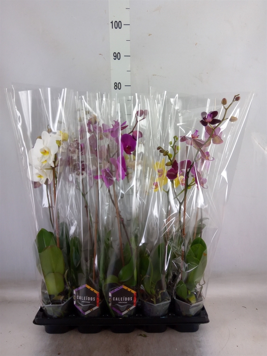 <h4>Phalaenopsis   ...mix</h4>