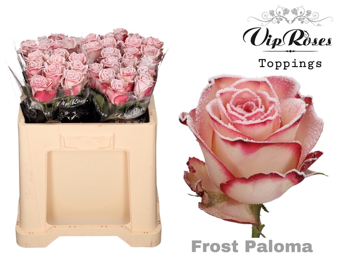 <h4>R Gr Vip Frost Paloma</h4>