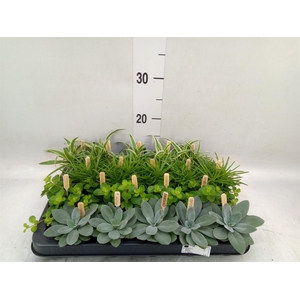 Planten  ..mix