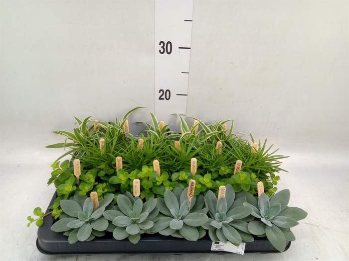 <h4>Planten  ..mix</h4>