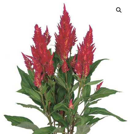 <h4>CELOSIA PLUMOSA CENTURY ROSE 050 CM</h4>