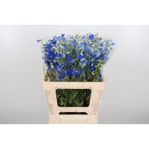Delphinium Be Volkerfrieden