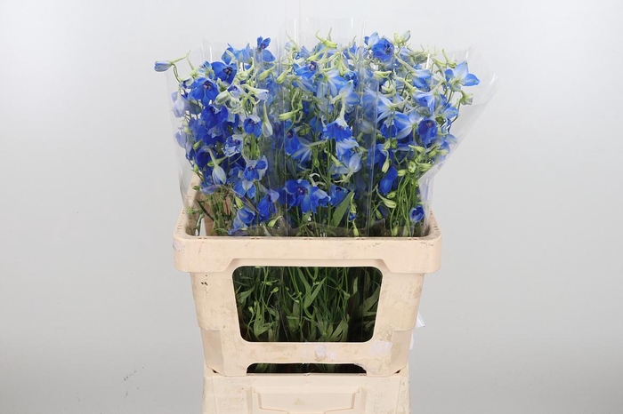 <h4>Delphinium Be Volkerfrieden</h4>