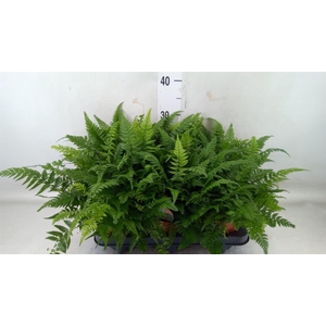 Polystichum tsussimense