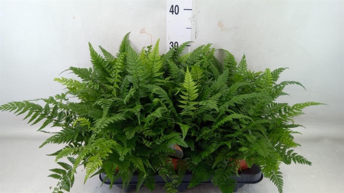 <h4>Polystichum tsussimense</h4>