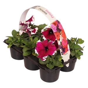 Petunia tweekleurig paars wit 6p