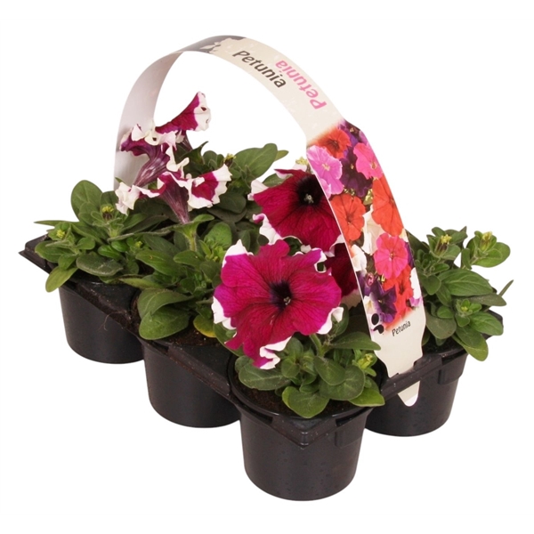 <h4>Petunia tweekleurig paars wit 6p</h4>