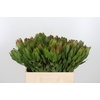 Leucadendron Saf Goldstrik
