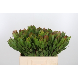 Leucadendron Saf Goldstrik