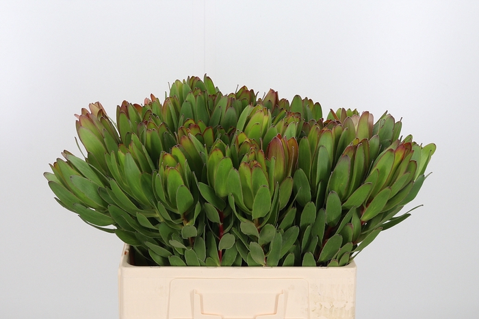 <h4>Leucadendron Saf Goldstrik</h4>
