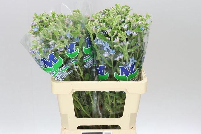 <h4>Oxypetalum Coeruleum</h4>
