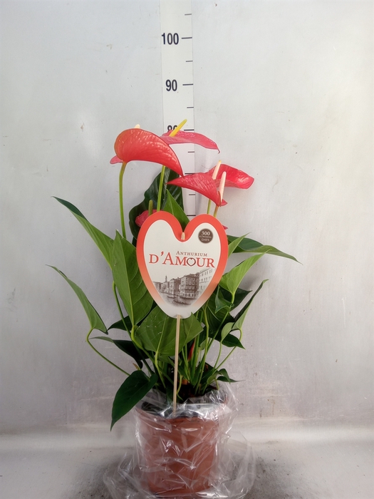 <h4>Anthurium andr. 'Red Bull'</h4>