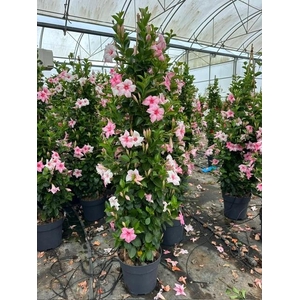 Dipladenia pyramide diverse kleuren