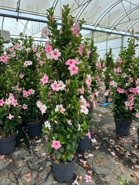 <h4>Dipladenia pyramide diverse kleuren</h4>