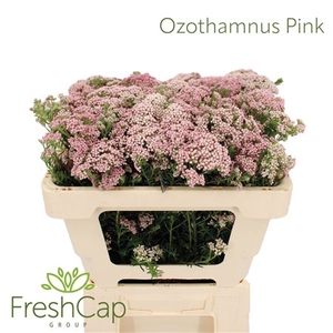 Ozothamnus Pink Spray