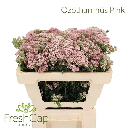 <h4>Ozothamnus Pink Spray</h4>