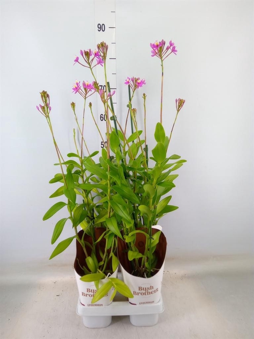 <h4>Epidendrum   ...</h4>