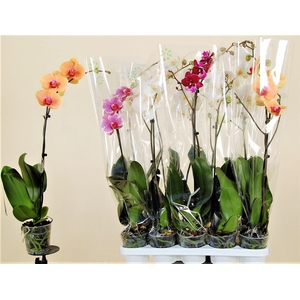 PHAL GEM 7 KL
