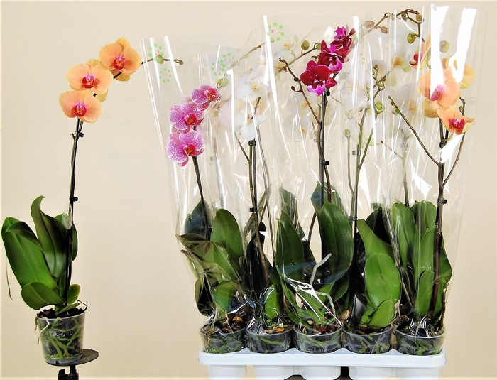 <h4>PHAL GEM 7 KL</h4>