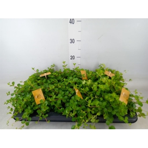 Peperomia rotundifolia