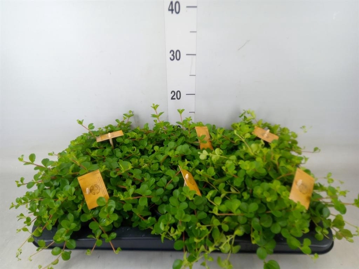 <h4>Peperomia rotundifolia</h4>