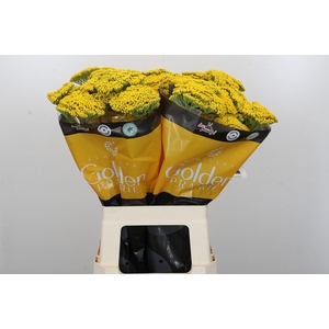 Achillea Golden Prairi