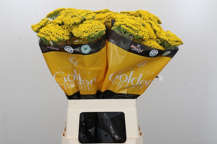 Achillea Golden Prairi