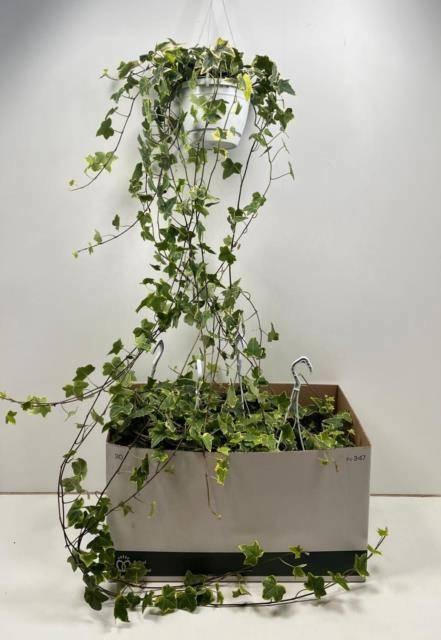 <h4>HED HE GOLDCHILD</h4>