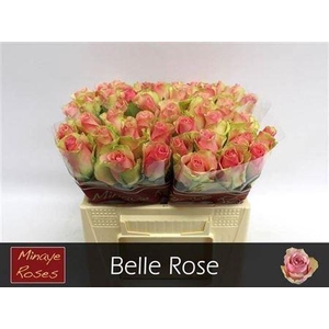 R Gr Belle Rose