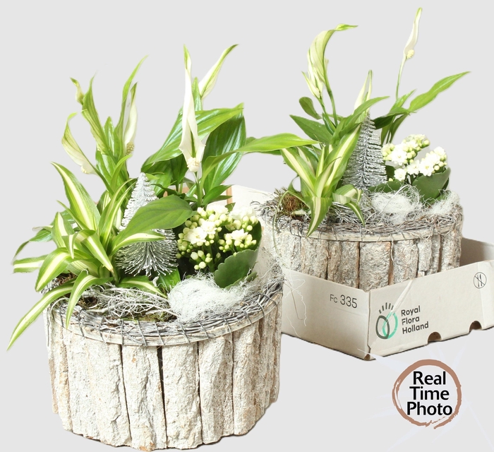 <h4>ARR KAMERPL</h4>