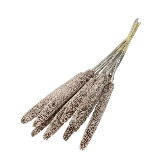 <h4>Droogbloem Bapala 65cm x10</h4>