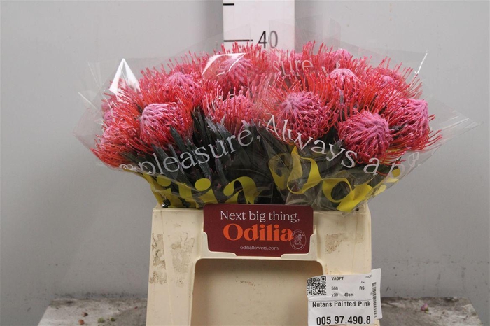 <h4>Leuco Painted Pink</h4>