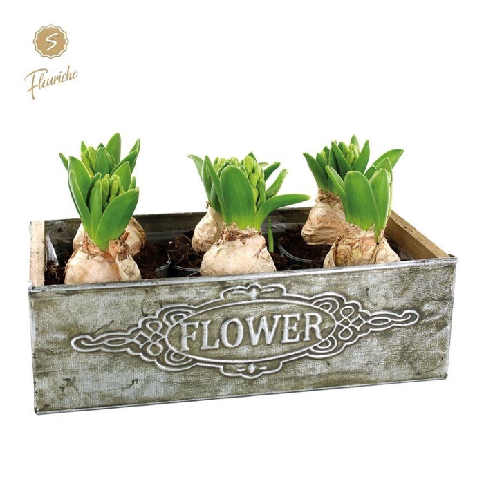 <h4>(6900) Hyacint Box Flower [XL] 6PP</h4>