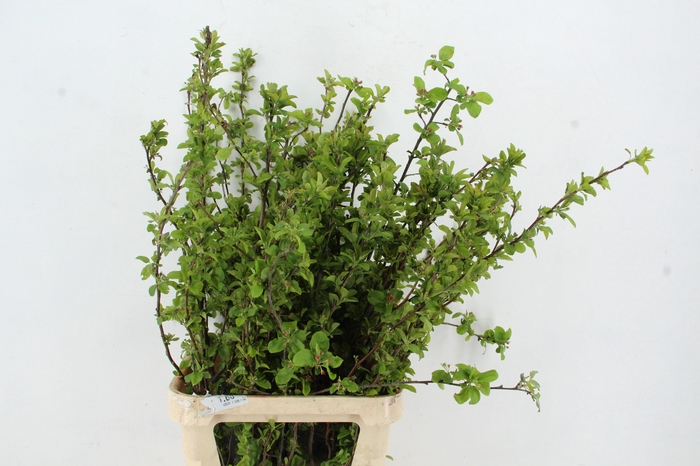 <h4>MALUS RED SENTINEL</h4>