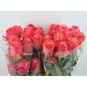 R Gr Cherry Carpe Diem Ll