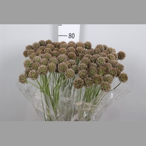 Scabiosa Stellata Zd