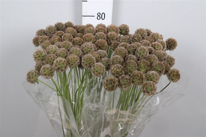 <h4>Scabiosa Stellata Zd</h4>