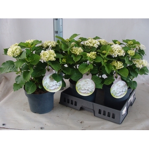 Hydrangea mac.