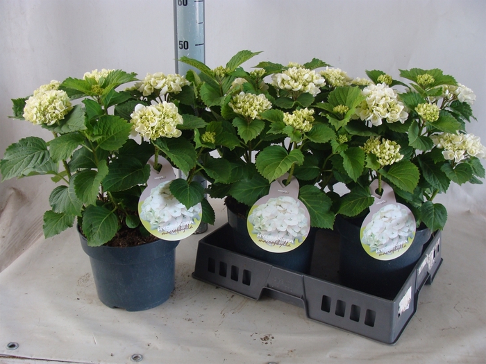 <h4>Hydrangea mac.</h4>