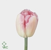 Tulipa do foxtrot