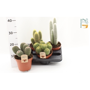 CACTUS GEM
