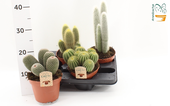 <h4>CACTUS GEM</h4>