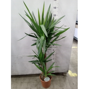Yucca