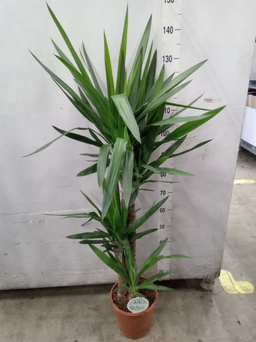 <h4>Yucca</h4>